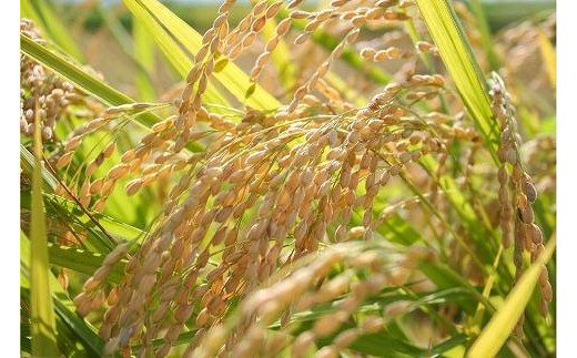 令和7年産 お米マイスターが育てた上越産コシヒカリ6kg(2kg×3) 白米　精米