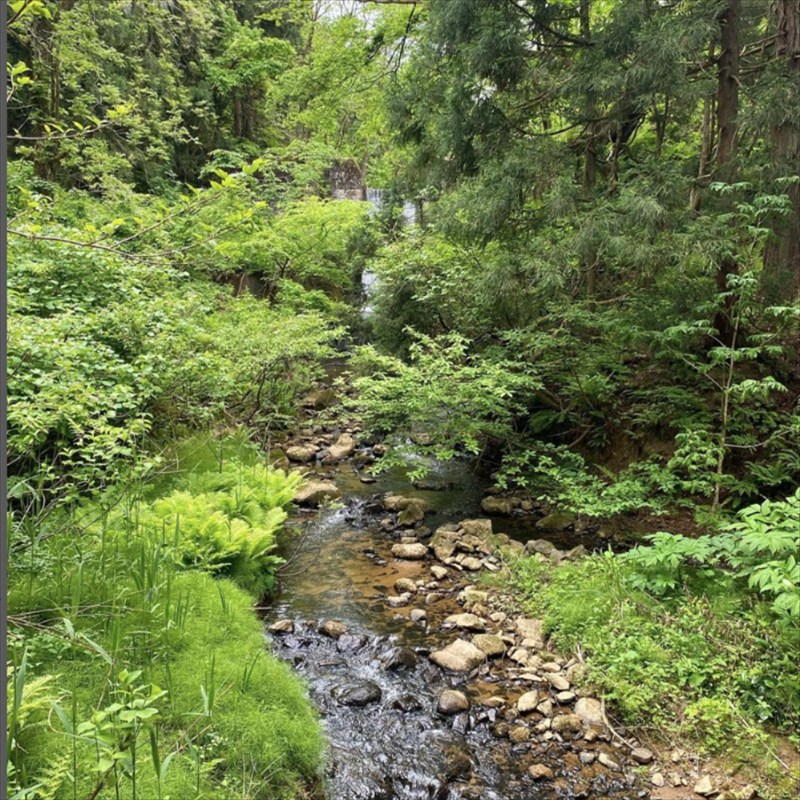 【1月上旬配送】令和7年産　新潟県 清里産コシヒカリ 10kg 上越市　白米　こめ　新潟 新潟県産 上越