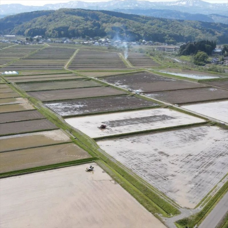 【1月中旬配送】令和7年産　新潟県 清里産コシヒカリ 10kg 上越市　白米　こめ　新潟 新潟県産 上越