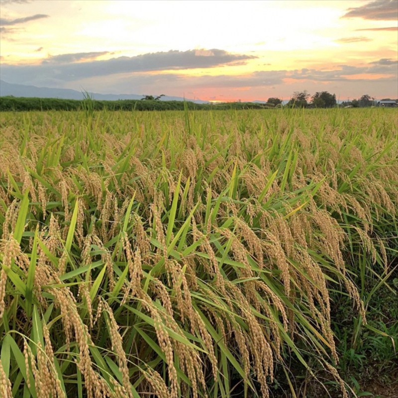 【1月中旬配送】令和7年産　新潟県 清里産コシヒカリ 10kg 上越市　白米　こめ　新潟 新潟県産 上越