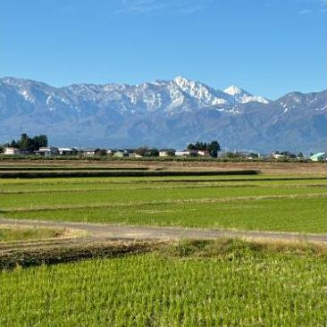 令和7年 新潟県上越市産 従来 コシヒカリ 精米済15kg（5kg×3袋） 15キロ こしひかり お米 米 精米 送料無料