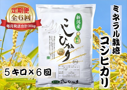 【令和7年産新米】6ヶ月定期便 ミネラル栽培こしひかり 5kg×6回 計30kg 白米 精米 井上米穀店 1I13091