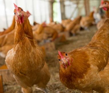 手作り 地鶏餃子の餡 4本セット ひよころ鶏園  1R03012