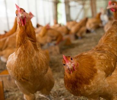 【あずさと四種の地鶏詰め合わせ】あじわいたまごセット ひよころ鶏園 1R01010