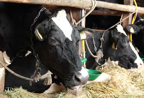 生牛乳クリームジェラート ギフトボックス 神田酪農 2K01009