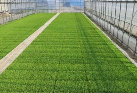 【令和7年産】新潟県産 純米コシヒカリ 5kg 1G17016