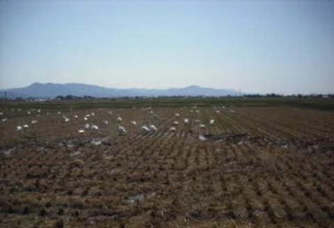 【令和7年産】新潟県産 純米コシヒカリ 30kg（5kg×6袋） 1G20091