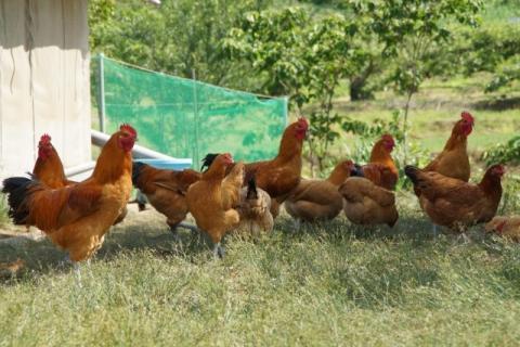 若軍鶏肉 （メス）と 工房謹製 つくね団子 のお鍋セット ひよころ鶏園 1R11011