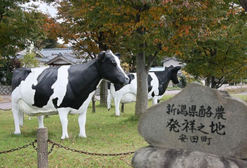 生牛乳クリームジェラート ギフトボックス 神田酪農 2K01009
