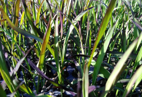 【有機JAS認証付き】 夢の谷ファームの有機古代米 100g×16袋 1U05019