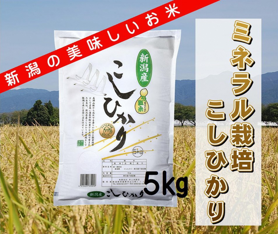 【令和7年産新米】ミネラル栽培こしひかり 5kg 白米 精米 井上米穀店 1I01016