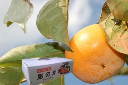 たねなし柿（島のかき）農薬節減栽培　3キロ