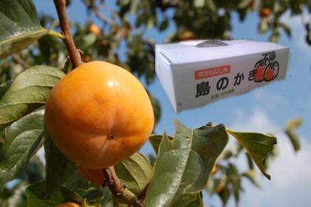 たねなし柿（島のかき）農薬節減栽培　5キロ