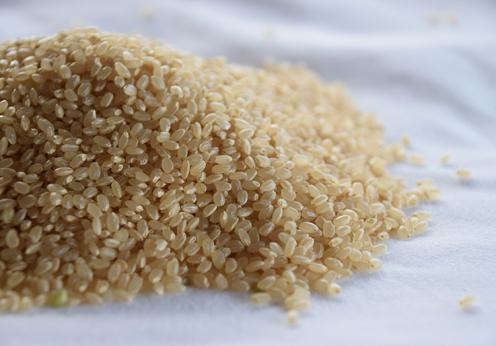 自社栽培米佐渡産こしひかり（玄米10kg）9カ月定期便