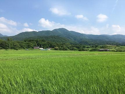 【令和7年産】佐渡高千産こしひかり 玄米 5.5kg