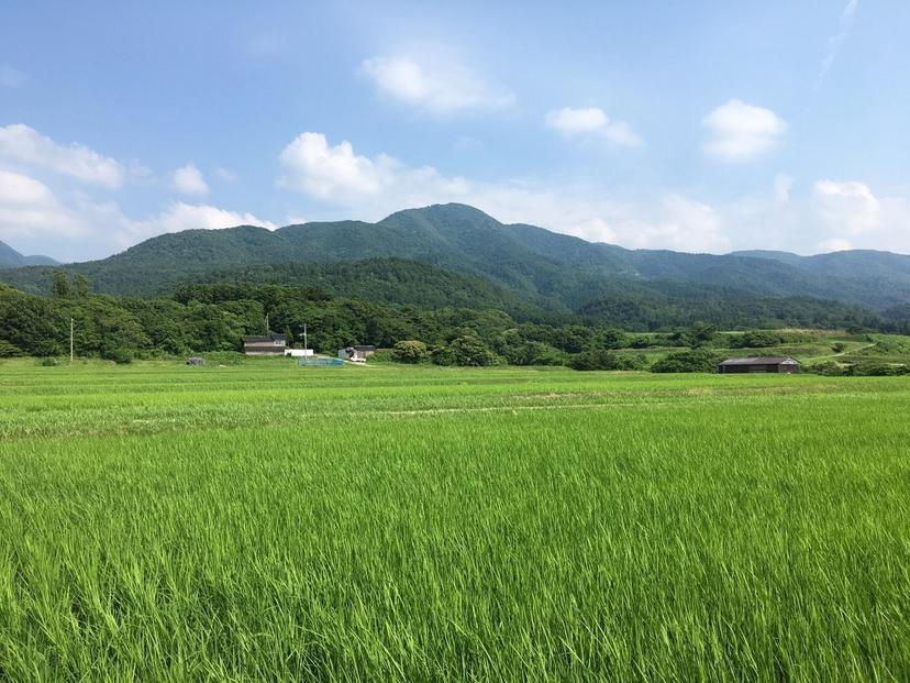 【令和7年産】佐渡高千産コシヒカリ 5kg×2袋 計10kg