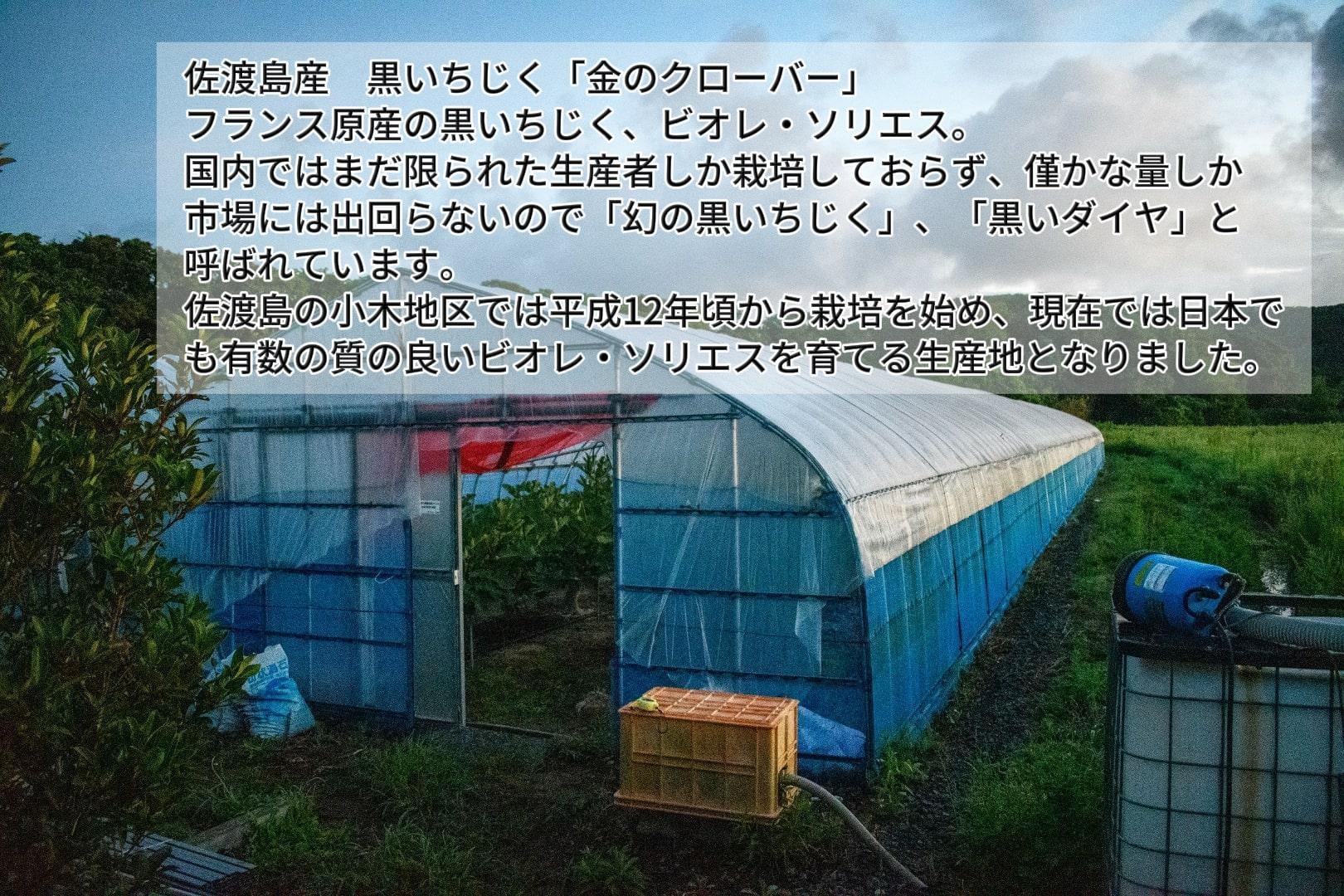 【個数限定】佐渡産　特選黒いちじく「金のクローバー」800ｇ（8～9玉入（400g）2パック）