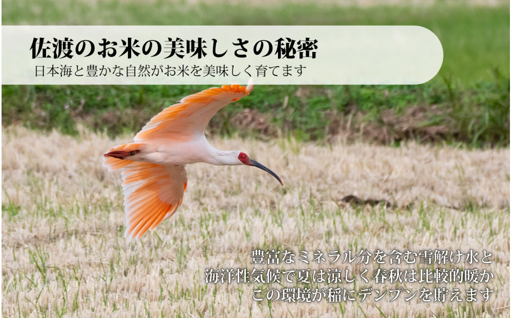 佐渡産コシヒカリ 2kg 令和7年産