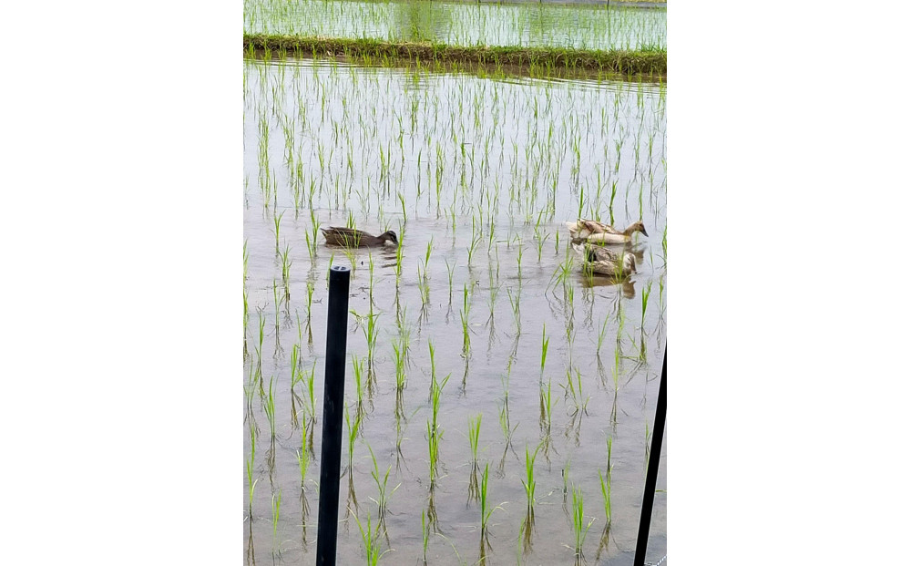 高島農場のおこげせんべい6袋【農薬不使用】