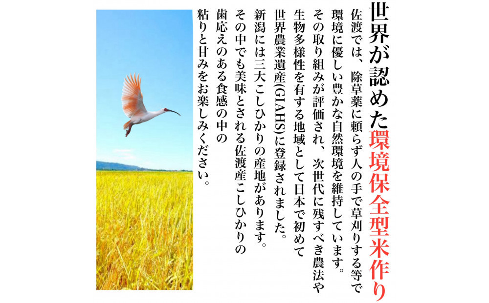 【令和7年産】佐渡産コシヒカリ 5kg×2袋セット