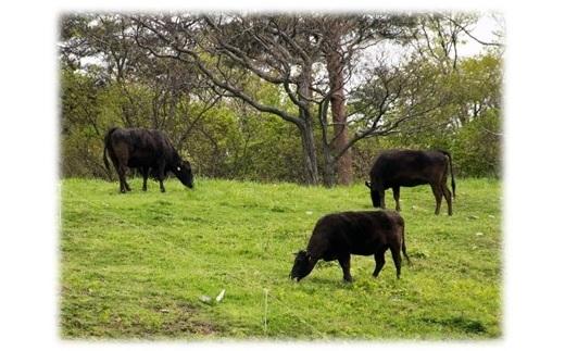 【11月数量限定お届け】佐渡和牛切り落し（冷凍）400ｇ