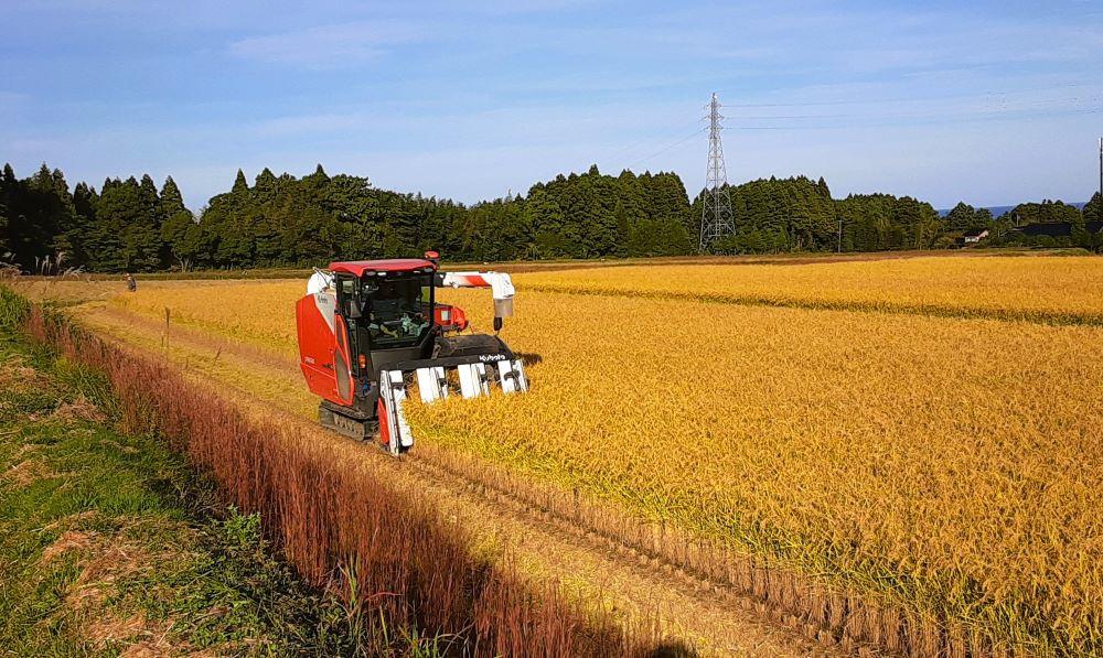 令和7年産 佐渡 川上農産のコシヒカリ（5kg）