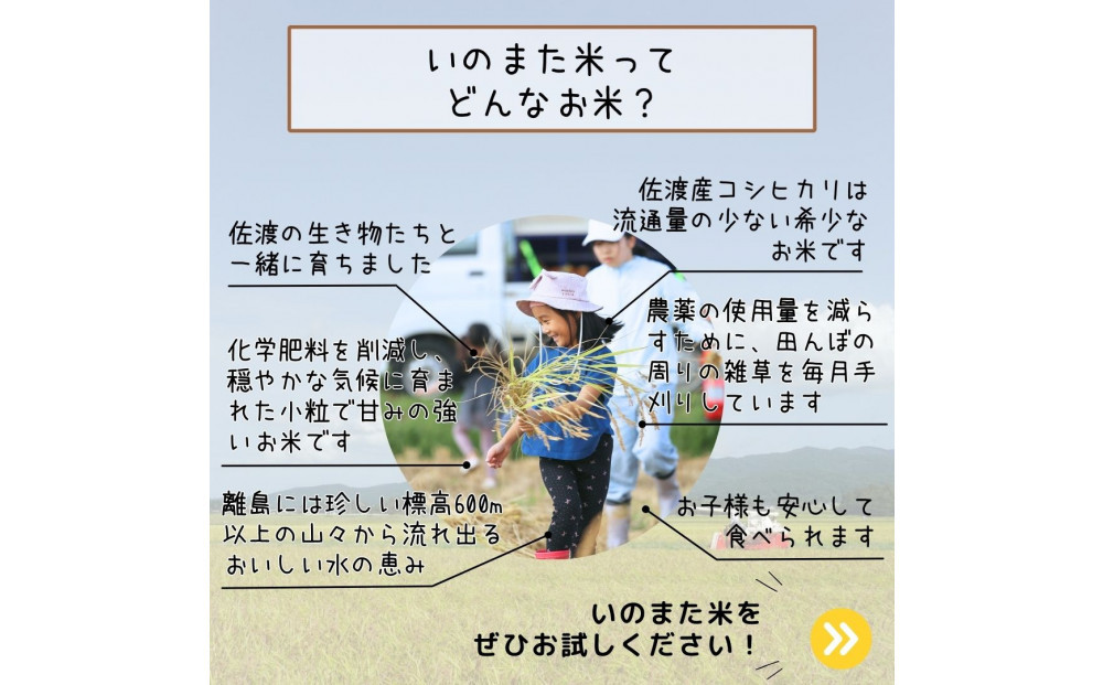 令和7年産コシヒカリ　精米（無洗米）2kg　農家直送　佐渡市いのまた米
