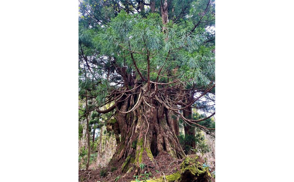 【佐渡市】佐渡島 神秘の大自然原生林・巨木杉トレッキング 大人2名様分【祝！世界遺産登録　佐渡島（さど）の金山】【世界遺産がある島でトレッキング】【JTB体験プラン】