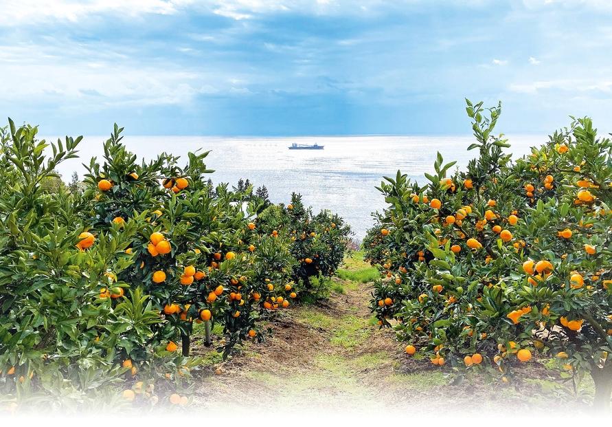 【先行予約】佐渡島産みかん（ゆら早生）S・Mサイズ　約5kg