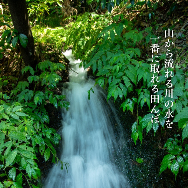 新潟県佐渡産 令和7年産 【在来コシヒカリ】 白米 5kg