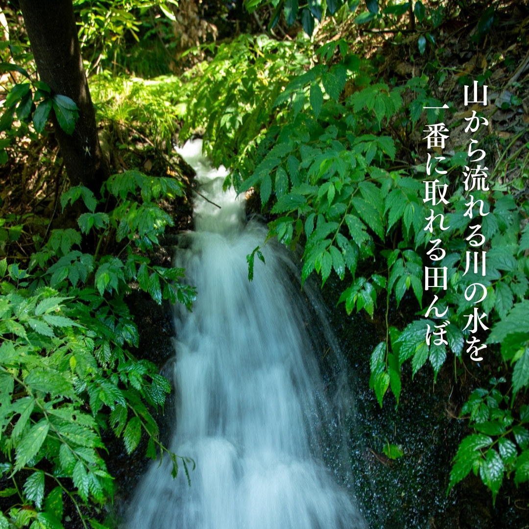 新潟県佐渡産 令和7年産 【にこまる】 白米 5kg