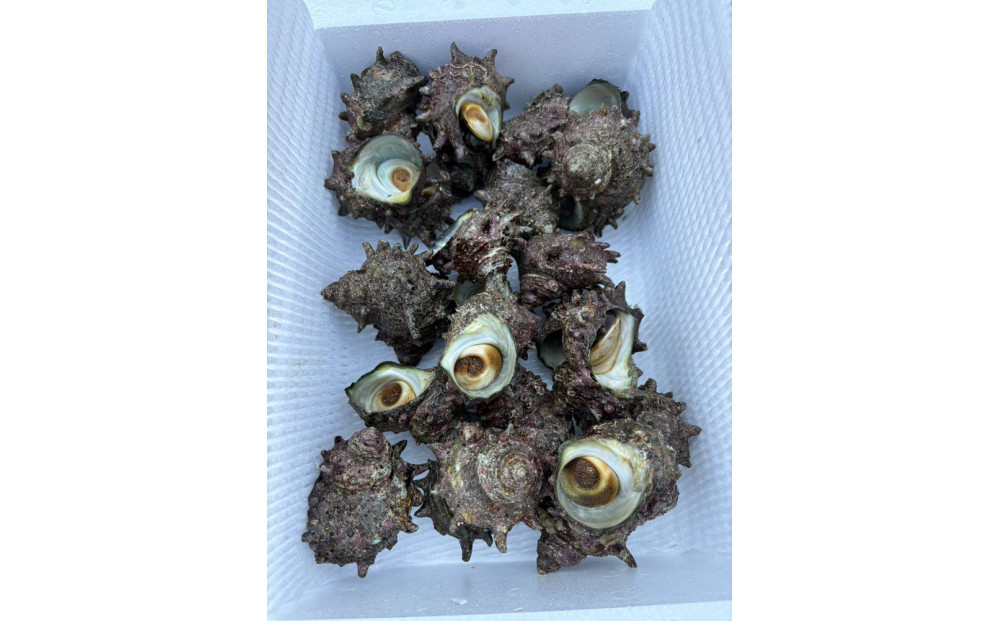 佐渡産天然活サザエ 約2kg