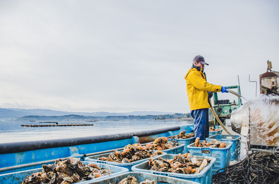 【佐渡加茂湖産】 一年牡蠣のカンカン焼き（殻付き牡蠣約2kg）