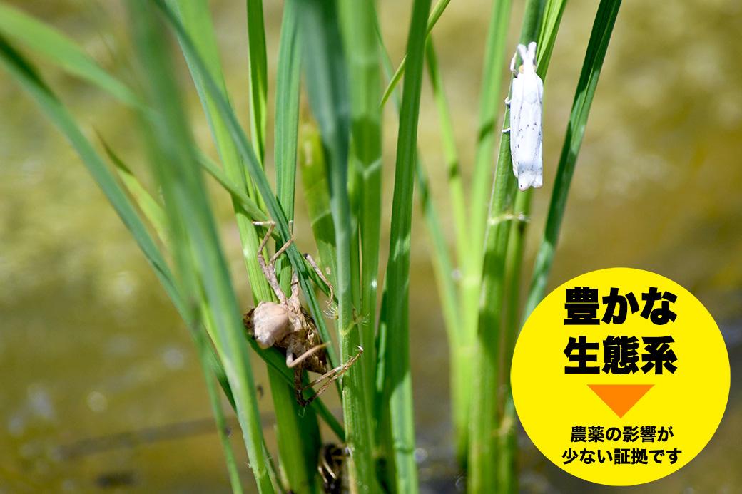 新潟県佐渡市産 新之助 精米 5kg【令和7年米】