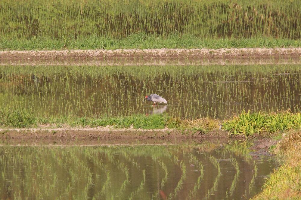米 定期便 朱鷺と暮らす郷 佐渡産コシヒカリ ( 5kg × 全3回 ) 【令和7年産】
