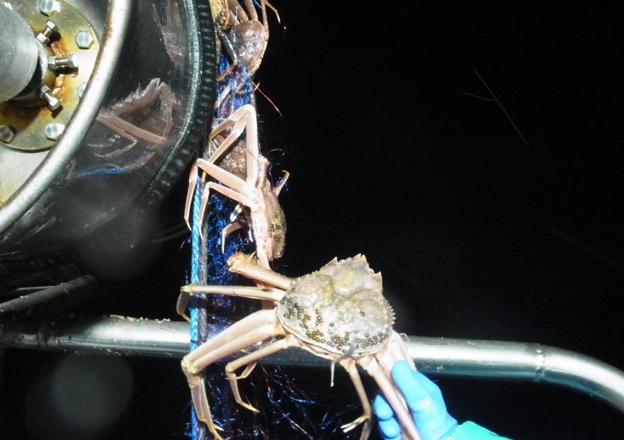 佐渡産 本ずわいがに 750g前後 1杯