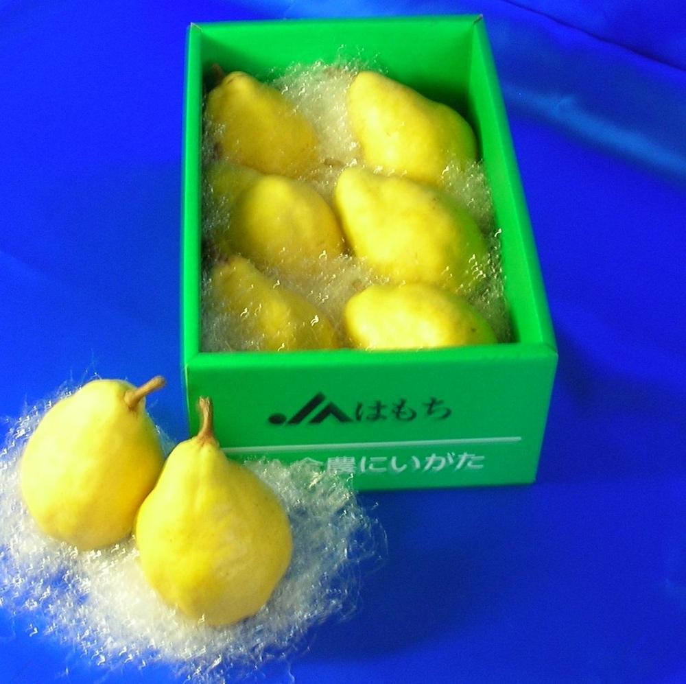 梨 ル・レクチエ 2kg ( 5～6個 ) 贈答用