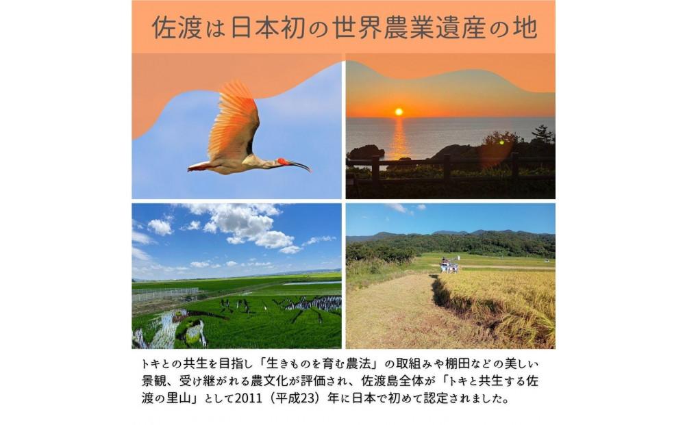＜数量限定＞【令和6年産】新潟県佐渡産のコシヒカリ　精米【無洗米】5kg　送料無料
