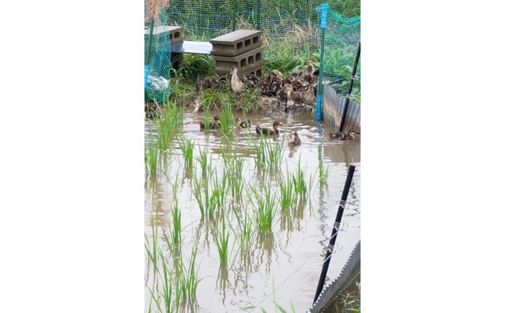 【令和7年度産】高島農場の農薬不使用コシヒカリ玄米30kg