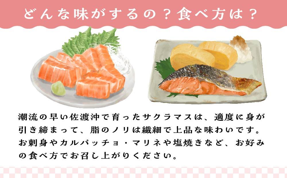 【先行予約2026年4月発送】【期間限定】佐渡満開さくらます　１尾まるごと発送！