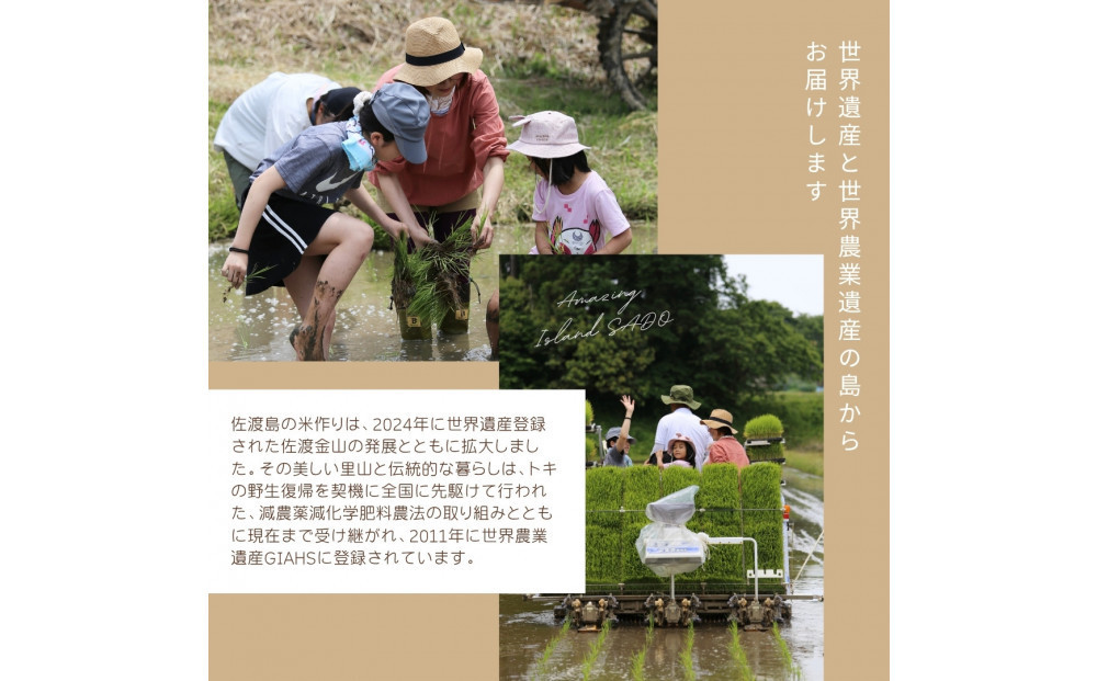 令和7年産コシヒカリ　精米（無洗米）５kg　農家直送　佐渡市いのまた米