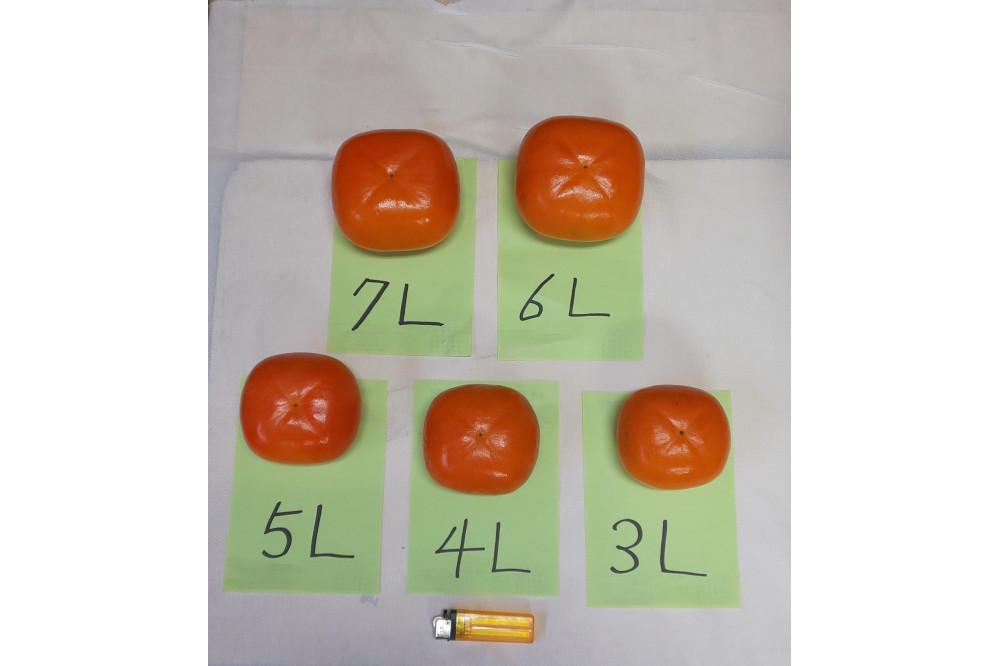 佐渡島産　ジャンボおけさ柿　５L（8個入）