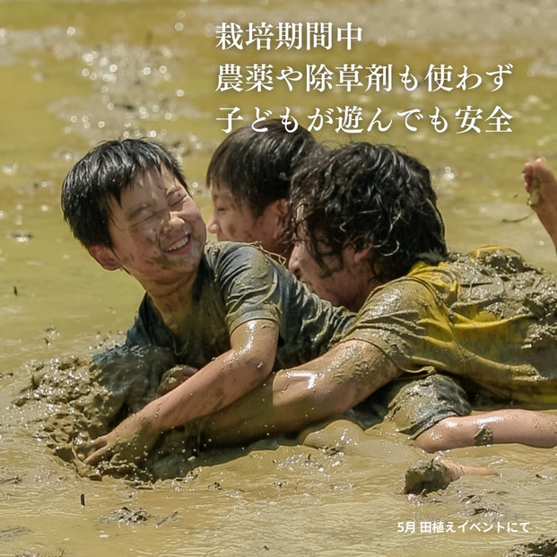 新潟県佐渡産 令和7年産 【在来コシヒカリ】 白米 5kg