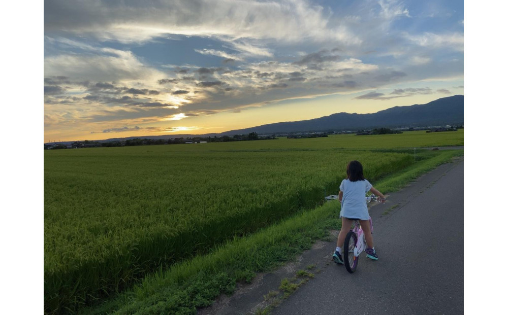 令和7年産　佐渡産コシヒカリ　5キロ　精米　白米　