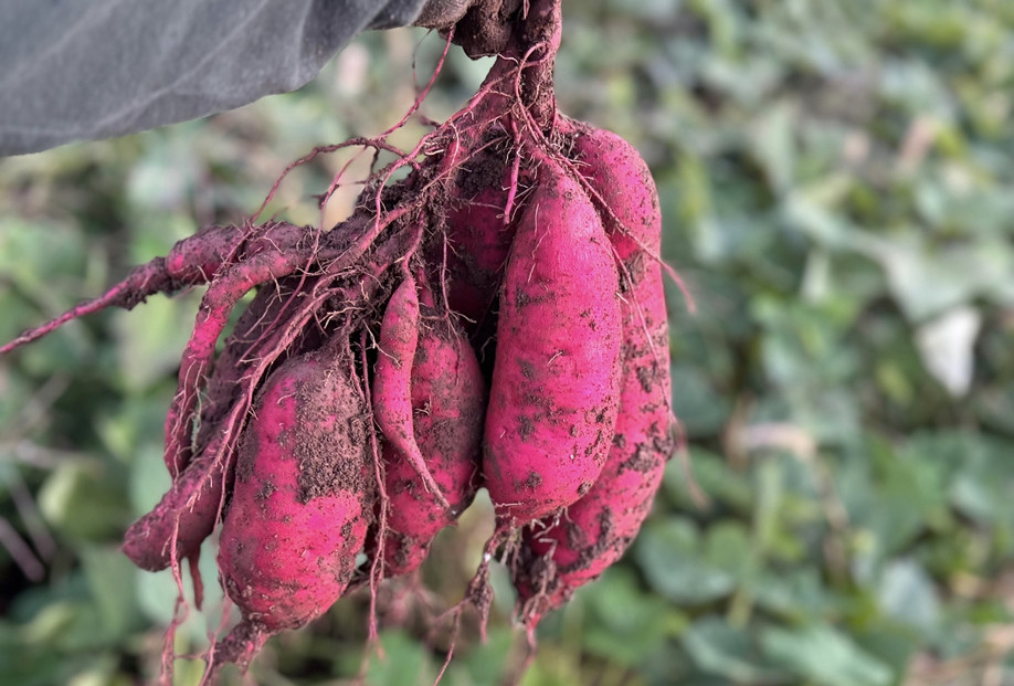 とんちぼ農園の佐渡産干し芋紅はるか100g×5袋