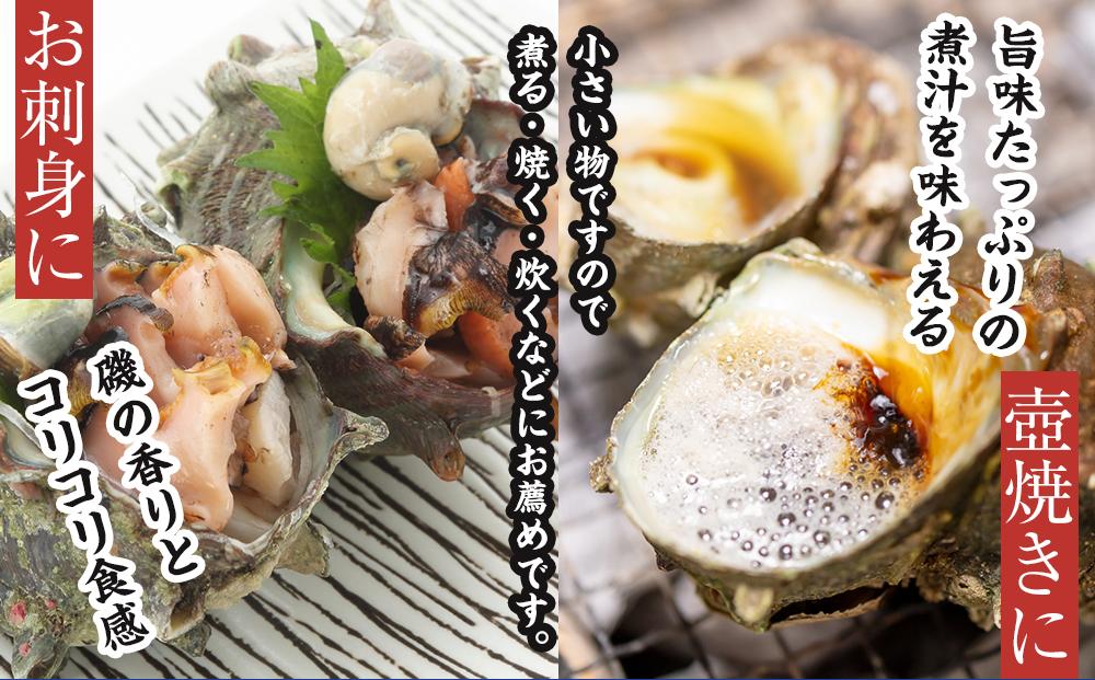 佐渡産　天然活サザエ 2kg 小（35個前後）