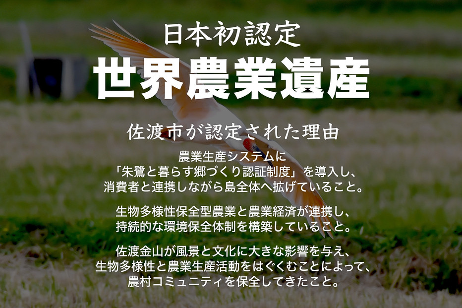 米 コシヒカリ 佐渡産 ( 5kg ) 米杜氏【令和7年米】