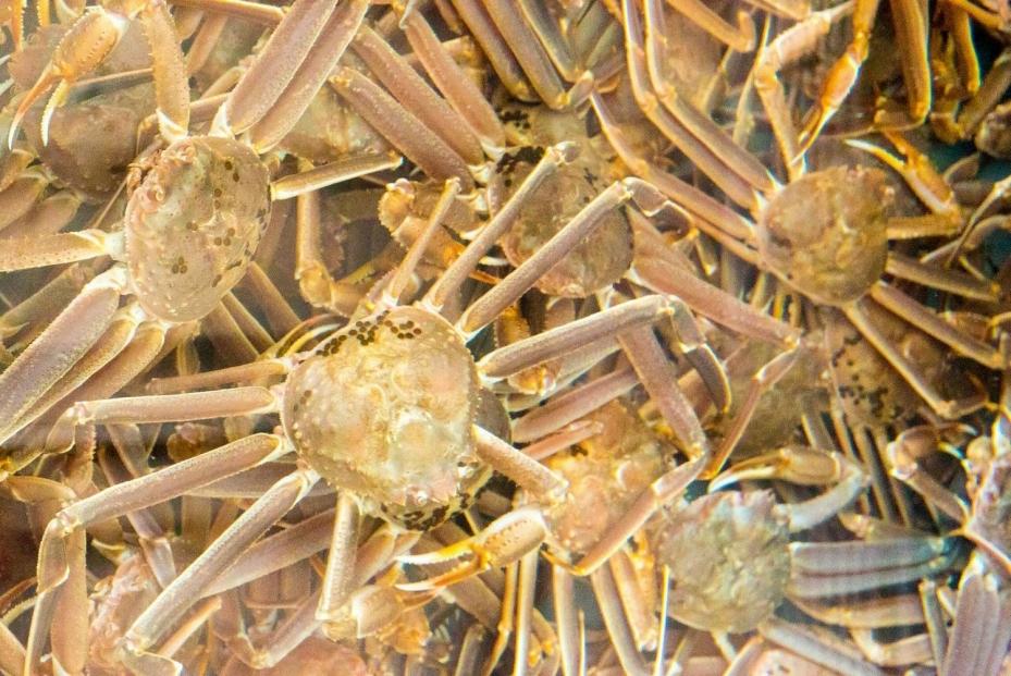 佐渡産 本ずわいがに 800g前後（400g前後×2杯）