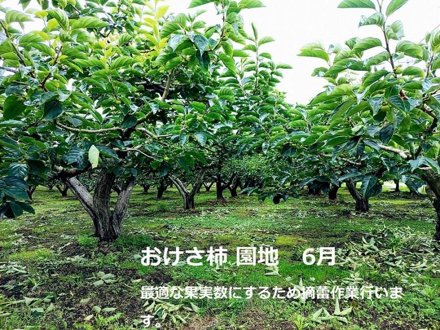 柿 おけさ柿 高級 赤秀 2Lサイズ 11玉 種なし 化粧箱入