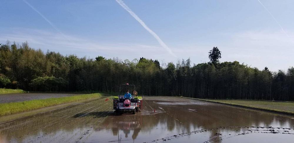 【令和7年産】無洗米15kg 新潟県佐渡産コシヒカリ15kg(5kg×3)×3回「3カ月定期便」